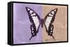 Miss Butterfly Cloanthus - Mauve & Coral-Philippe Hugonnard-Framed Stretched Canvas