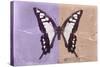 Miss Butterfly Cloanthus - Mauve & Coral-Philippe Hugonnard-Stretched Canvas