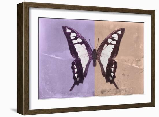 Miss Butterfly Cloanthus - Mauve & Coral-Philippe Hugonnard-Framed Photographic Print