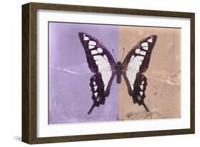Miss Butterfly Cloanthus - Mauve & Coral-Philippe Hugonnard-Framed Photographic Print