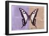 Miss Butterfly Cloanthus - Mauve & Coral-Philippe Hugonnard-Framed Photographic Print