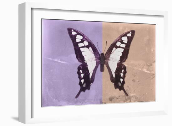 Miss Butterfly Cloanthus - Mauve & Coral-Philippe Hugonnard-Framed Photographic Print