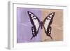 Miss Butterfly Cloanthus - Mauve & Coral-Philippe Hugonnard-Framed Photographic Print