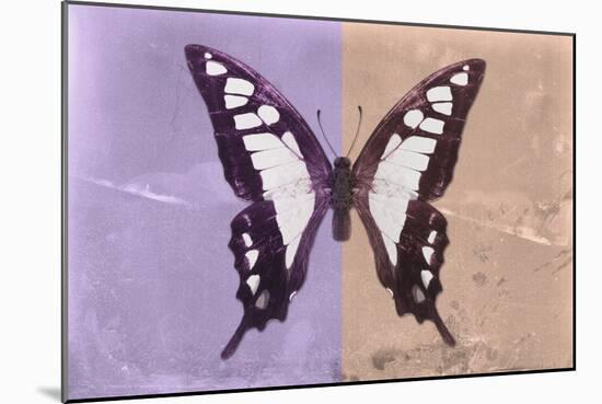 Miss Butterfly Cloanthus - Mauve & Coral-Philippe Hugonnard-Mounted Photographic Print