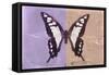 Miss Butterfly Cloanthus - Mauve & Coral-Philippe Hugonnard-Framed Stretched Canvas