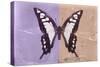 Miss Butterfly Cloanthus - Mauve & Coral-Philippe Hugonnard-Stretched Canvas