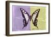 Miss Butterfly Cloanthus - Mauve & Yellow-Philippe Hugonnard-Framed Photographic Print