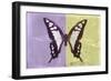 Miss Butterfly Cloanthus - Mauve & Yellow-Philippe Hugonnard-Framed Photographic Print