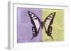 Miss Butterfly Cloanthus - Mauve & Yellow-Philippe Hugonnard-Framed Photographic Print