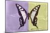 Miss Butterfly Cloanthus - Mauve & Yellow-Philippe Hugonnard-Mounted Photographic Print