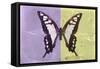 Miss Butterfly Cloanthus - Mauve & Yellow-Philippe Hugonnard-Framed Stretched Canvas