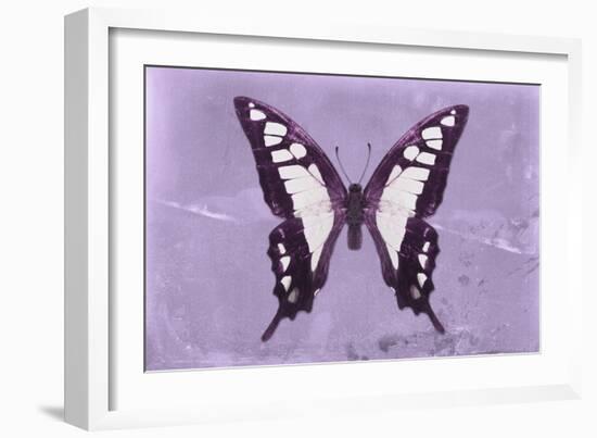Miss Butterfly Cloanthus - Mauve-Philippe Hugonnard-Framed Photographic Print