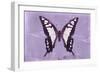 Miss Butterfly Cloanthus - Mauve-Philippe Hugonnard-Framed Photographic Print