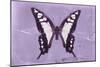 Miss Butterfly Cloanthus - Mauve-Philippe Hugonnard-Mounted Photographic Print