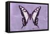 Miss Butterfly Cloanthus - Mauve-Philippe Hugonnard-Framed Stretched Canvas