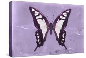 Miss Butterfly Cloanthus - Mauve-Philippe Hugonnard-Stretched Canvas