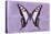 Miss Butterfly Cloanthus - Mauve-Philippe Hugonnard-Stretched Canvas