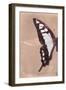 Miss Butterfly Cloanthus Profil - Coral-Philippe Hugonnard-Framed Photographic Print