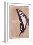 Miss Butterfly Cloanthus Profil - Coral-Philippe Hugonnard-Framed Photographic Print