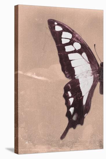 Miss Butterfly Cloanthus Profil - Coral-Philippe Hugonnard-Stretched Canvas