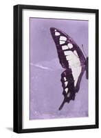 Miss Butterfly Cloanthus Profil - Mauve-Philippe Hugonnard-Framed Photographic Print