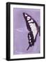Miss Butterfly Cloanthus Profil - Mauve-Philippe Hugonnard-Framed Photographic Print