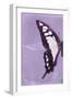 Miss Butterfly Cloanthus Profil - Mauve-Philippe Hugonnard-Framed Photographic Print