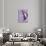 Miss Butterfly Cloanthus Profil - Mauve-Philippe Hugonnard-Photographic Print displayed on a wall