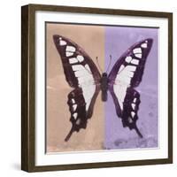 Miss Butterfly Cloanthus Sq - Coral & Mauve-Philippe Hugonnard-Framed Photographic Print