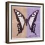 Miss Butterfly Cloanthus Sq - Coral & Mauve-Philippe Hugonnard-Framed Photographic Print