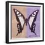 Miss Butterfly Cloanthus Sq - Coral & Mauve-Philippe Hugonnard-Framed Photographic Print