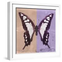 Miss Butterfly Cloanthus Sq - Coral & Mauve-Philippe Hugonnard-Framed Photographic Print