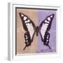 Miss Butterfly Cloanthus Sq - Coral & Mauve-Philippe Hugonnard-Framed Photographic Print