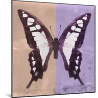 Miss Butterfly Cloanthus Sq - Coral & Mauve-Philippe Hugonnard-Mounted Photographic Print