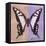 Miss Butterfly Cloanthus Sq - Coral & Mauve-Philippe Hugonnard-Framed Stretched Canvas