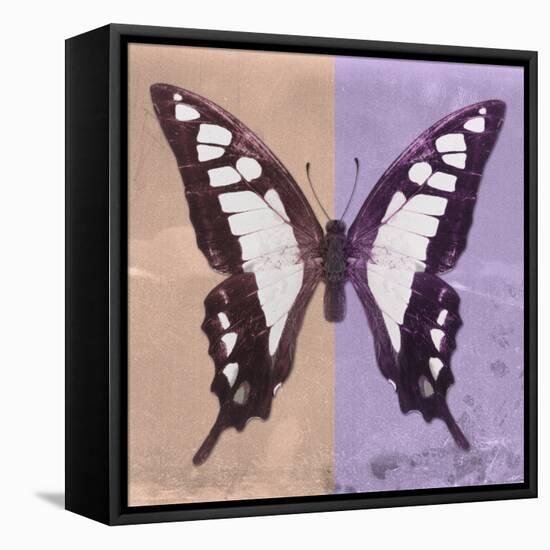 Miss Butterfly Cloanthus Sq - Coral & Mauve-Philippe Hugonnard-Framed Stretched Canvas