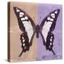 Miss Butterfly Cloanthus Sq - Coral & Mauve-Philippe Hugonnard-Stretched Canvas
