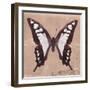 Miss Butterfly Cloanthus Sq - Coral-Philippe Hugonnard-Framed Photographic Print