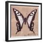 Miss Butterfly Cloanthus Sq - Coral-Philippe Hugonnard-Framed Photographic Print