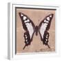 Miss Butterfly Cloanthus Sq - Coral-Philippe Hugonnard-Framed Photographic Print