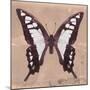 Miss Butterfly Cloanthus Sq - Coral-Philippe Hugonnard-Mounted Photographic Print