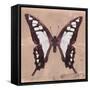 Miss Butterfly Cloanthus Sq - Coral-Philippe Hugonnard-Framed Stretched Canvas