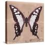 Miss Butterfly Cloanthus Sq - Coral-Philippe Hugonnard-Stretched Canvas