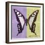 Miss Butterfly Cloanthus Sq - Mauve & Yellow-Philippe Hugonnard-Framed Photographic Print