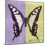 Miss Butterfly Cloanthus Sq - Mauve & Yellow-Philippe Hugonnard-Mounted Photographic Print