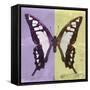 Miss Butterfly Cloanthus Sq - Mauve & Yellow-Philippe Hugonnard-Framed Stretched Canvas