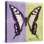 Miss Butterfly Cloanthus Sq - Mauve & Yellow-Philippe Hugonnard-Stretched Canvas