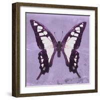 Miss Butterfly Cloanthus Sq - Mauve-Philippe Hugonnard-Framed Photographic Print