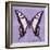 Miss Butterfly Cloanthus Sq - Mauve-Philippe Hugonnard-Framed Photographic Print