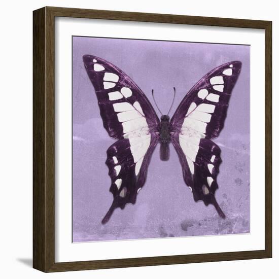 Miss Butterfly Cloanthus Sq - Mauve-Philippe Hugonnard-Framed Photographic Print